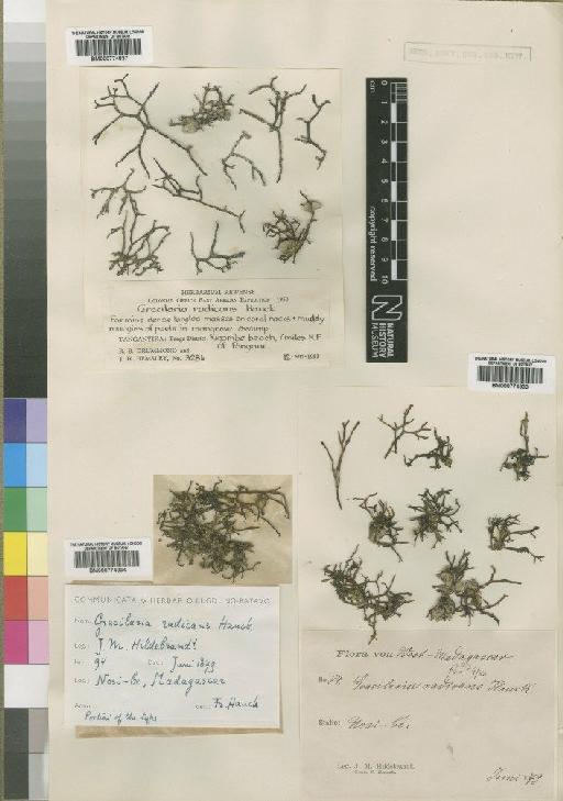 Gracilaria hauckii Silva - BM000774833