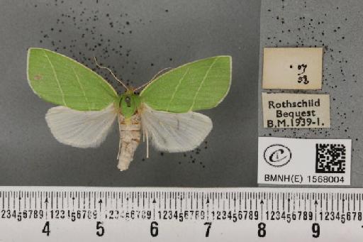 Bena bicolorana (Fuessly, 1775) - BMNHE_1568004_a_293454