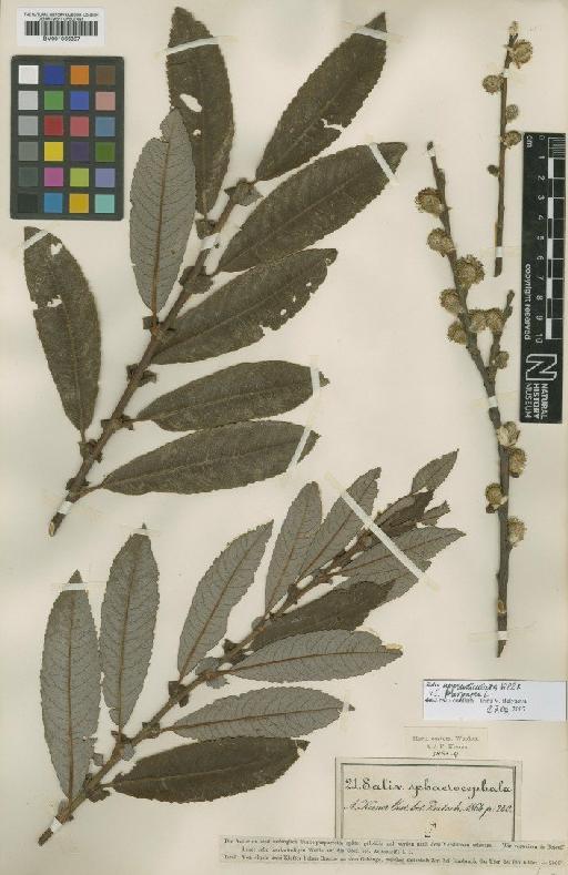 Salix appendiculata Vill. - BM001066857