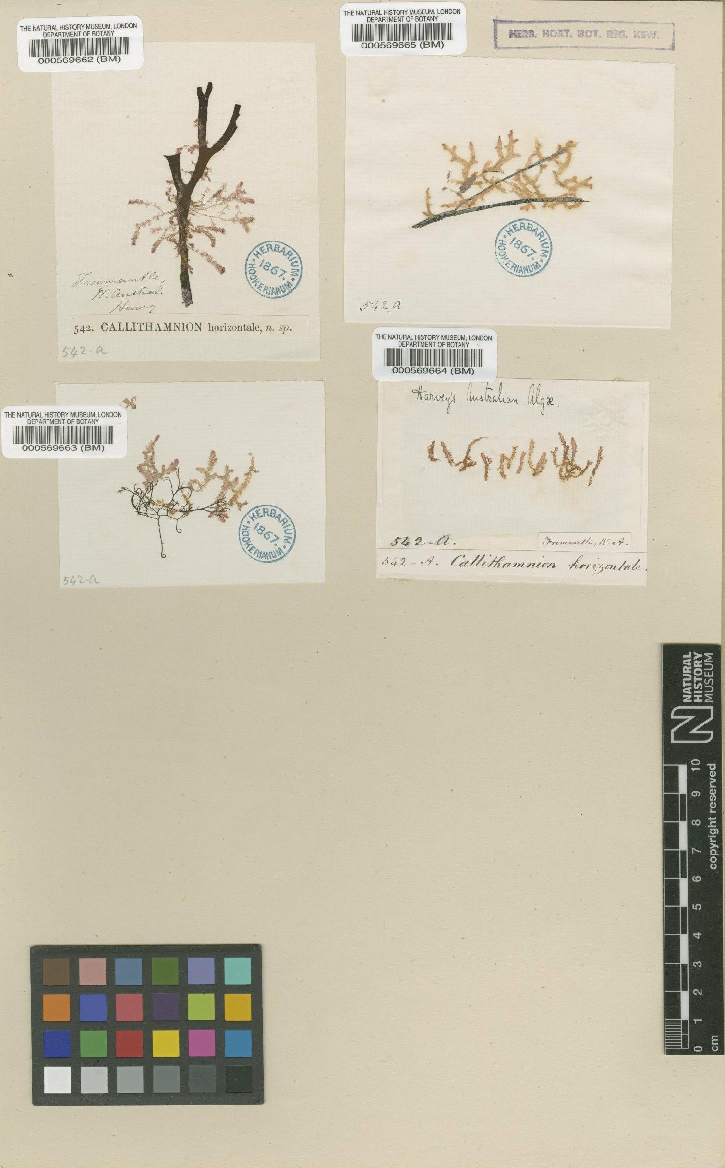 To NHMUK collection (Antithamnion verticale (Harv.) J.Agardh; Type; NHMUK:ecatalogue:4787727)