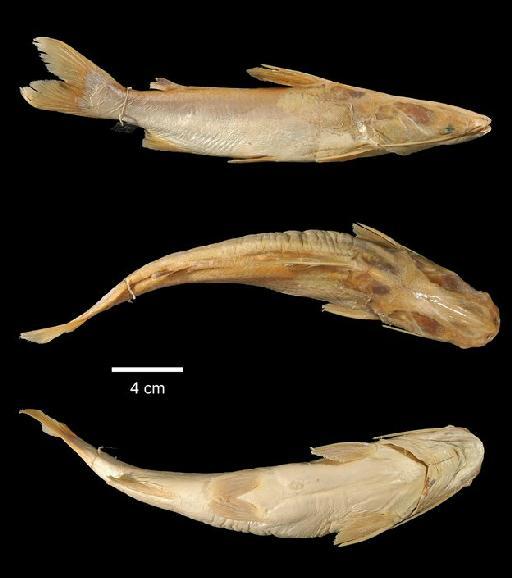 Osteogeneiosus valenciennesi Bleeker, 1846 - 1863.12.4.53; Osteogeneiosus valenciennesi; type; ACSI Project image