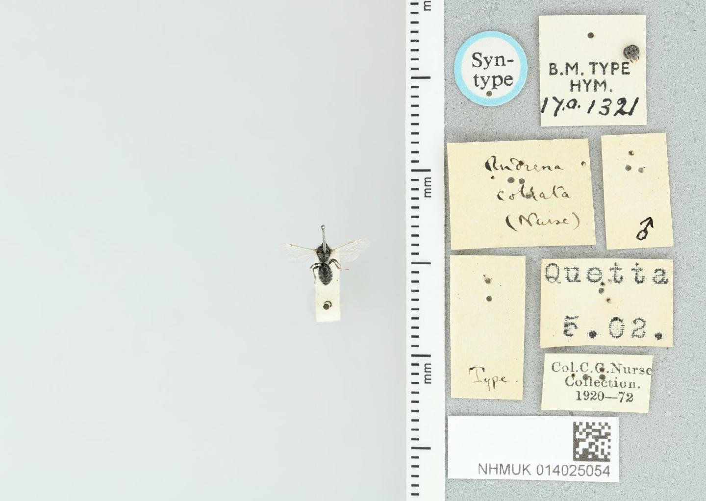Andrena collata