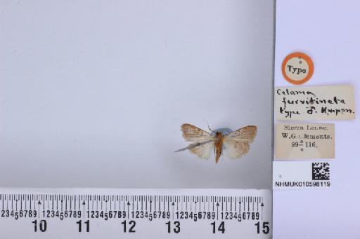 Celama furvitincta Hampson, 1914 - NHMUK_010598119_Celama_furvitincta_Hampson_T_ventral_and_labels.JPG