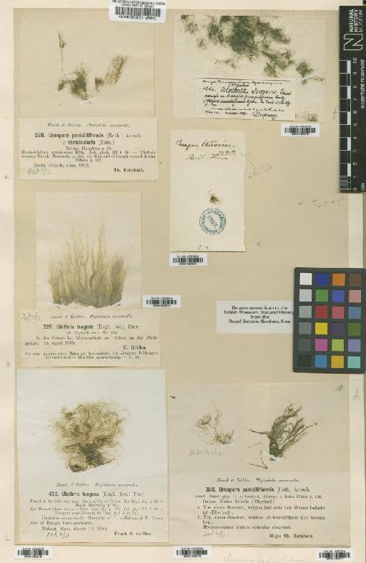 Urospora penicilliformis (Roth) Areschoug - BM001082014