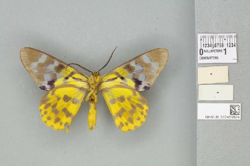 Dysphania subrepleta subrepleta (Walker, 1854) - 012499824_reverse