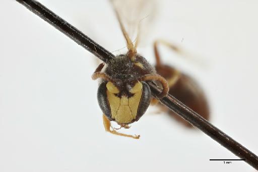 Hylaeus (Lambdopsis) pfankuchi (Alfken, 1919) - 013983587_face