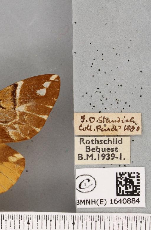 Endromis versicolora (Linnaeus, 1758) - BMNHE_1640884_label_240127