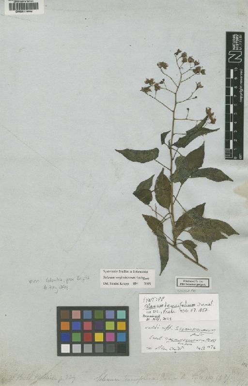 Solanum tenuifolium Dunal - BM000778082