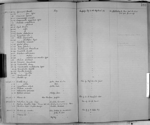 Cyathura bouvillei - Zoology Accessions Register: Crustacea: 1905 - 1935: page 180