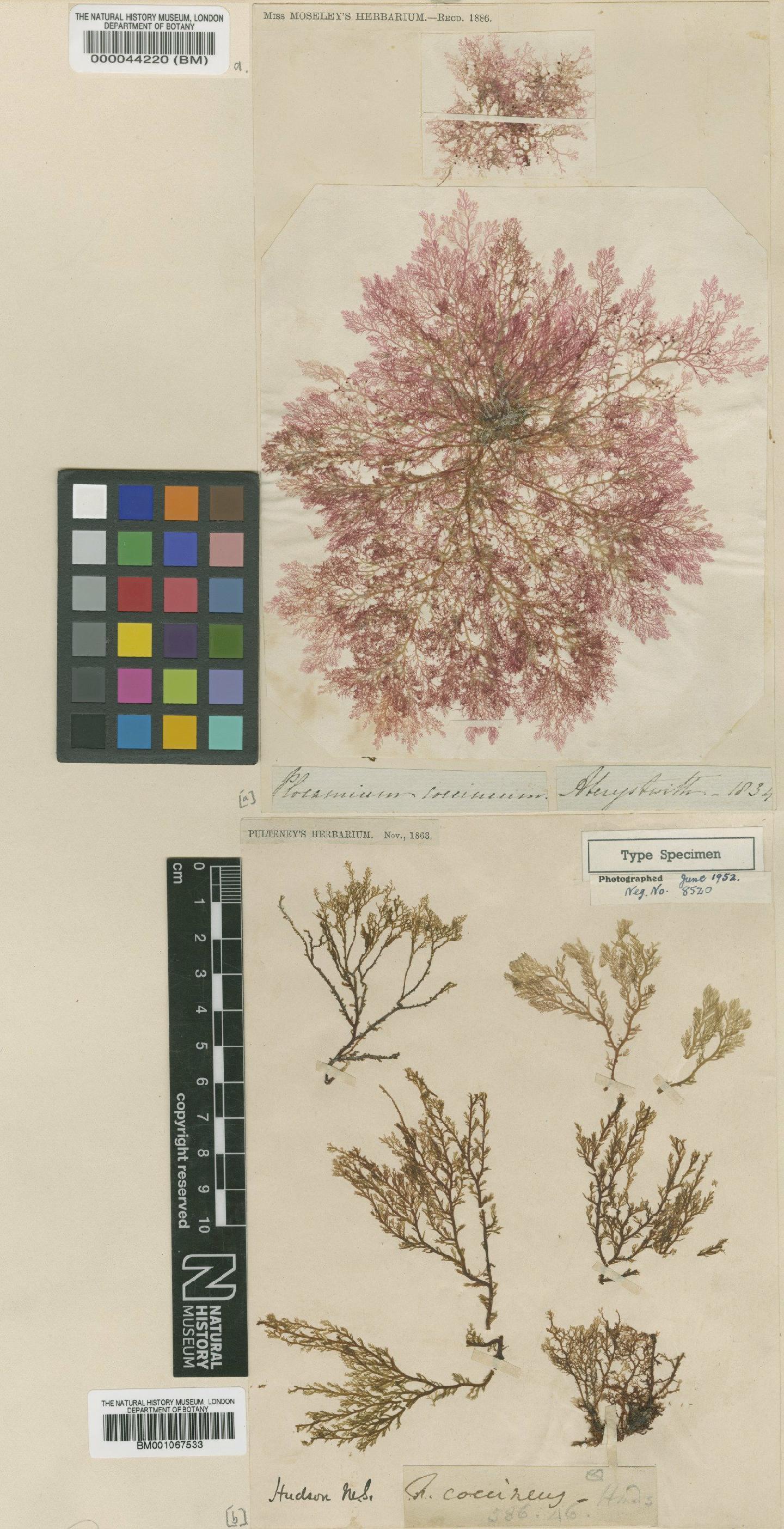 To NHMUK collection (Plocamium cartilagineum (L.) P.S.Dixon; NHMUK:ecatalogue:2298900)