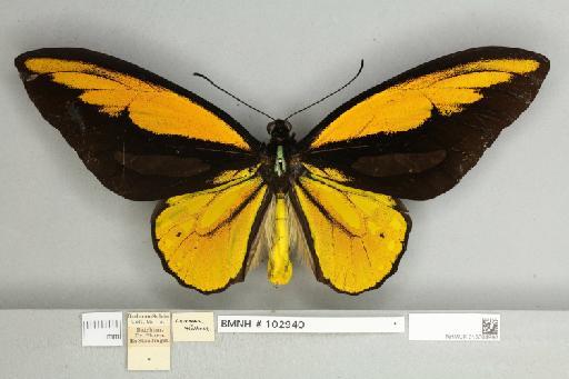 Ornithoptera croesus croesus Wallace, 1859 - 013604996__
