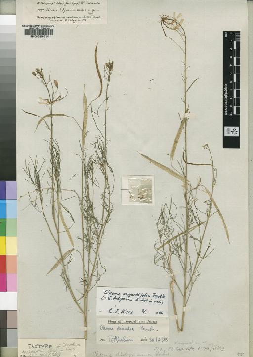 Cleome angustifolia Forssk. - BM000629014