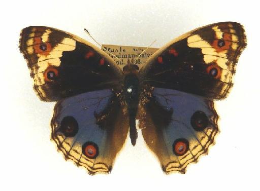 Junonia orithya Linnaeus - Junonia orithya (L.) 1054825