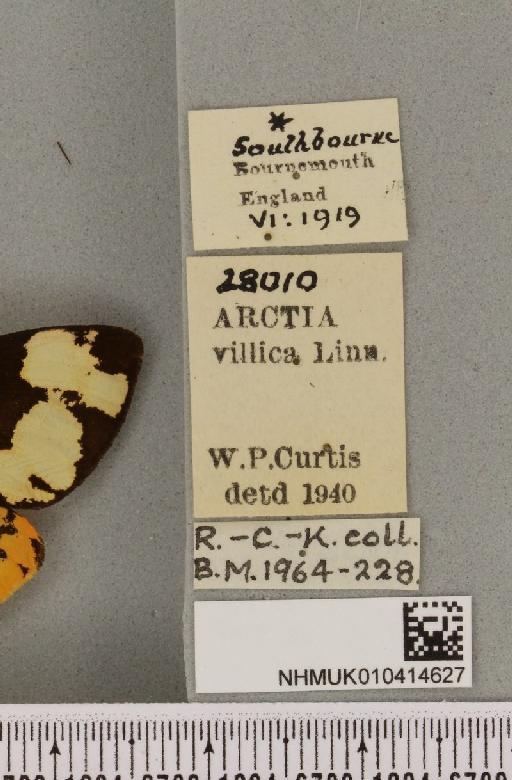 Arctia villica ab. fereunicolor (Oberthür, 1911) - NHMUK_010414627_label_520631