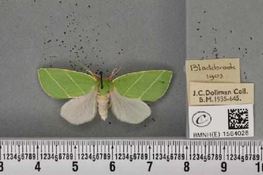 Bena bicolorana (Fuessly, 1775) - BMNHE_1564026_293196