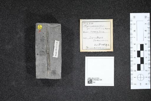 Myriacanthus granulatus infraphylum Gnathostomata Agassiz, 1837 - 010039794_L010040911