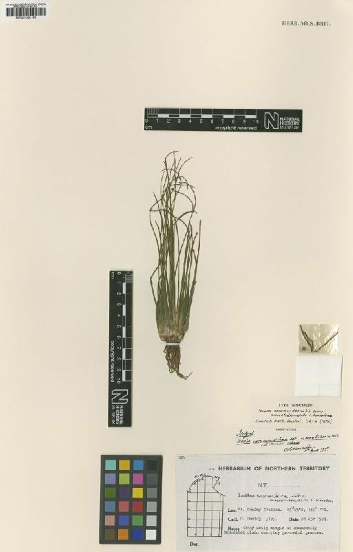 Isoetes coromandelina subsp. macrotuberculata C.R.Marsden - BM001038196
