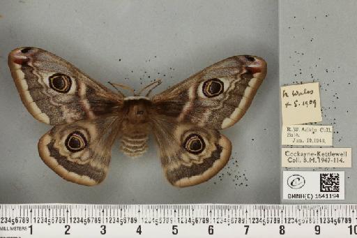 Saturnia pavonia ab. occlusa Braun, 1928 - BMNHE_1641194_203869