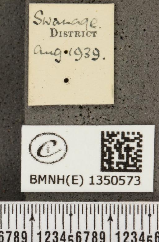 Cupido minimus (Fuessly, 1775) - BMNHE_1350573_label_151818