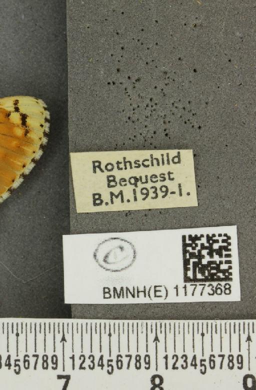 Melitaea cinxia ab. wittei Geest, 1903 - BMNHE_1177368_label_49451