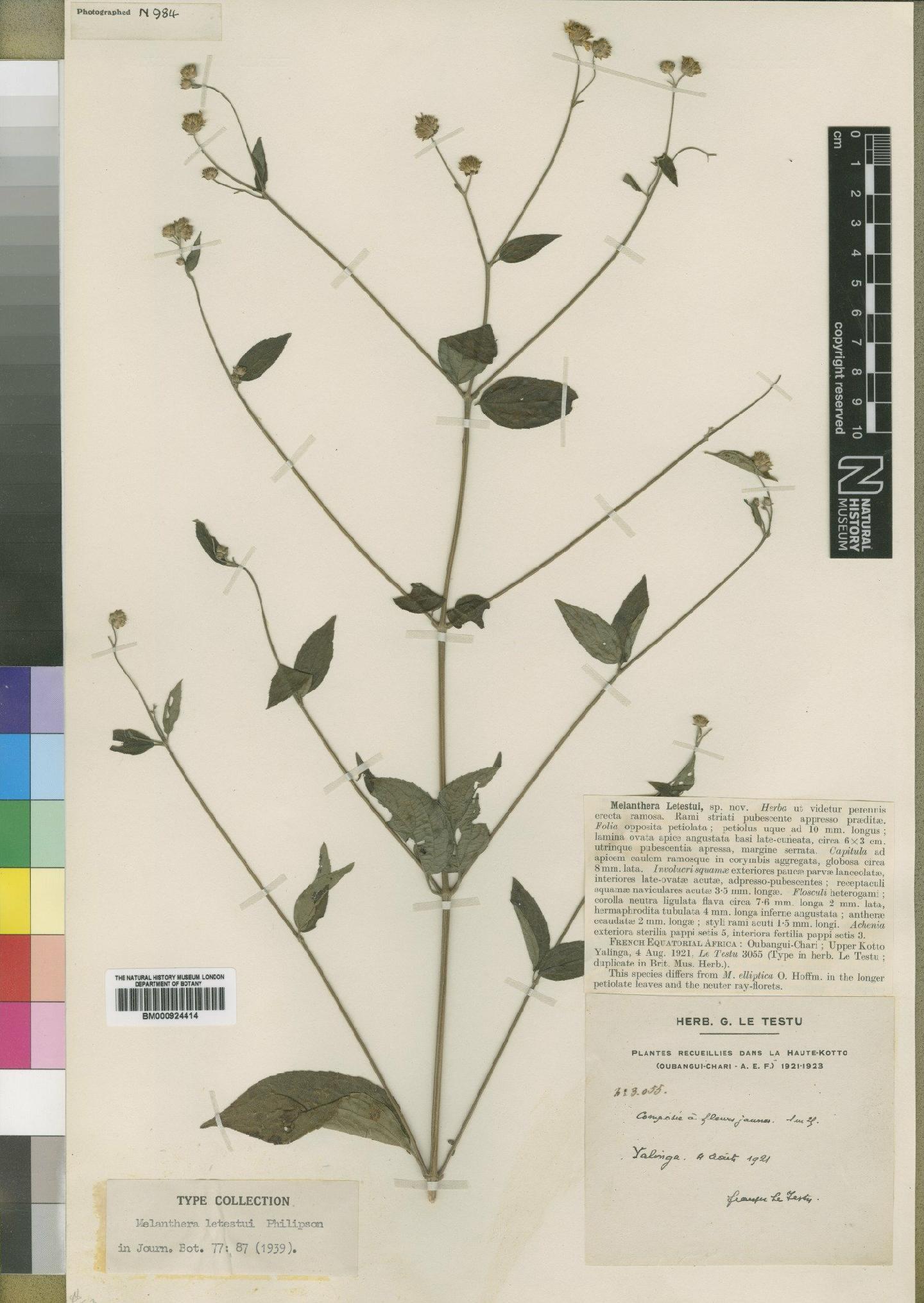 To NHMUK collection (Melanthera pungens Oliv. & Hiern; Type; NHMUK:ecatalogue:4529442)