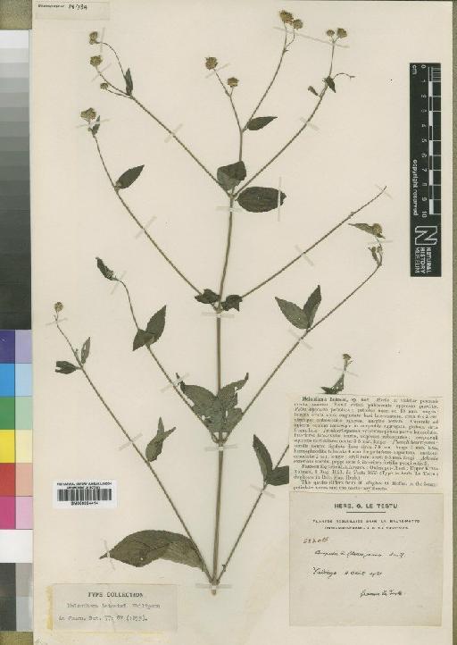 Melanthera pungens Oliv. & Hiern - BM000924414