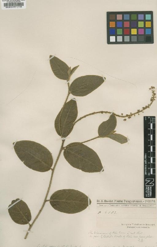 Croton occidentalis var. parvifolius Chodat & Hassl. - BM000504282