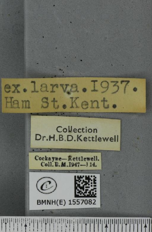 Lymantria monacha ab. dorsomaculata Lempke, 1947 - BMNHE_1557082_label_251848