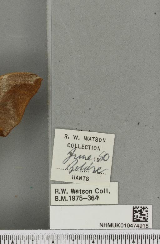 Smerinthus ocellata ab. pallida Tutt, 1902 - NHMUK_010474918_label_525271