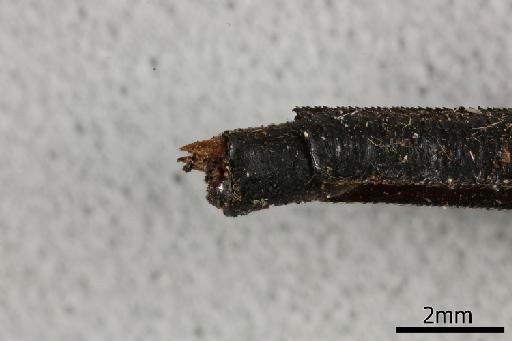 Macrogomphus lankanensis Fraser, 1933 - 013383673_Macrogomphus_lankanensis_Primary_genitalia_Lateral_Allotype