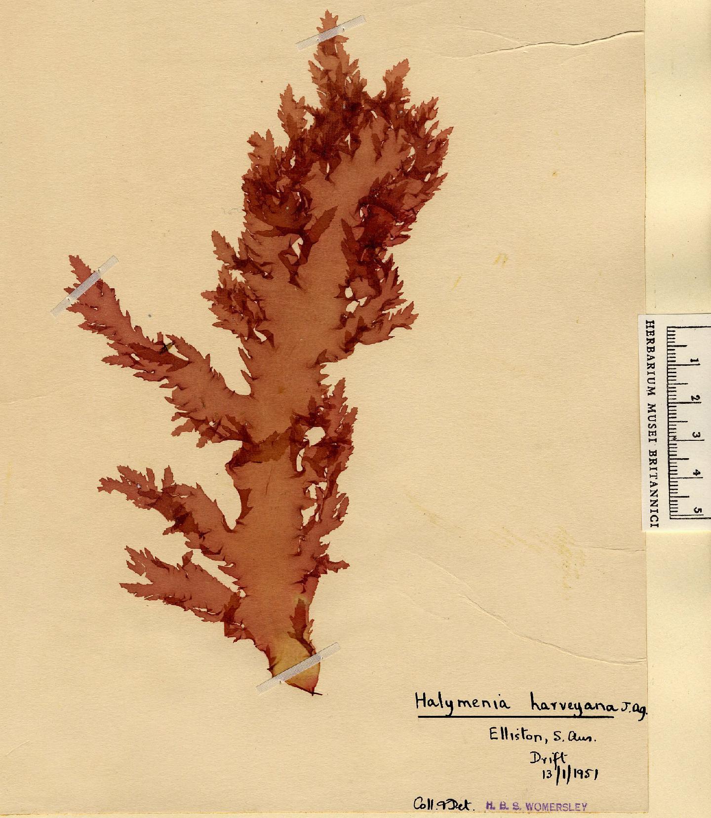 To NHMUK collection (Halymenia harveyana (Agardh) Womersley; NHMUK:ecatalogue:4857341)