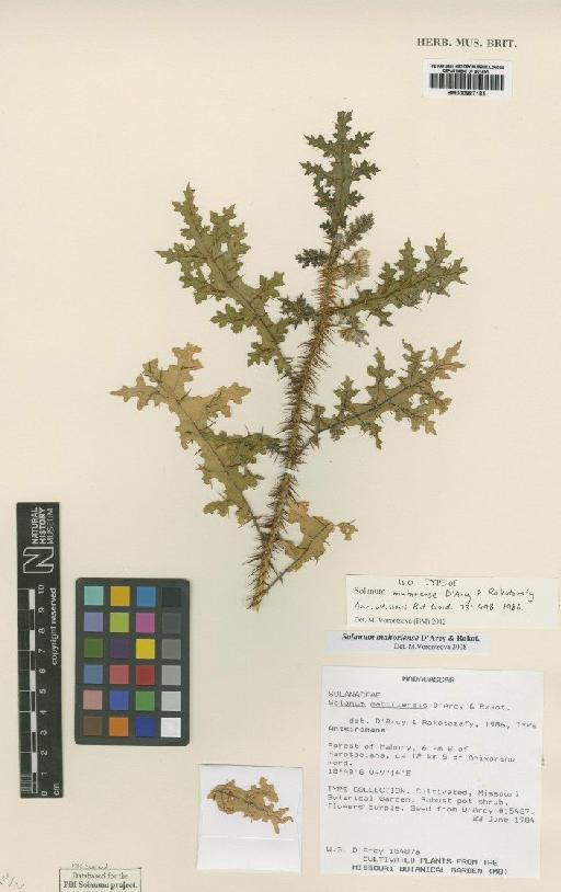 Solanum mahoriensis D'Arcy & Rakot. - BM000887184