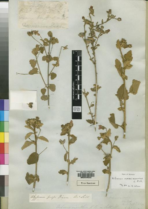 Hibiscus crassinervius A.Rich. - BM000645502