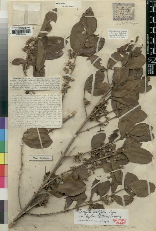 Tricalysia ovalifolia var. taylorii (Moore) Brenan - BM000903156