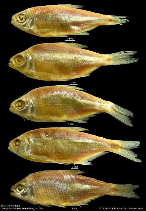 Tetragonopterus macrophthalmus Regan, 1908 - BMNH 1906.6.1.278 Tetragonopterus macrophthalmus, SYNTYPE body