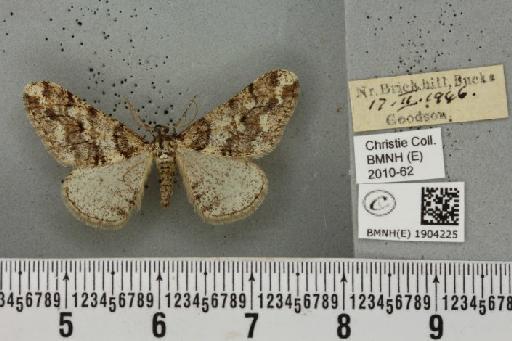 Agriopis leucophaearia (Denis & Schiffermüller, 1775) - BMNHE_1904225_463353