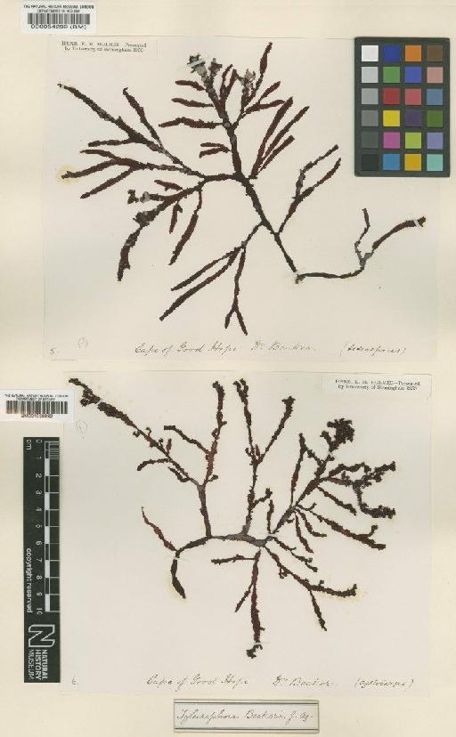 Gracilaria beckeri (J.Agardh) Papenf. - BM001038982