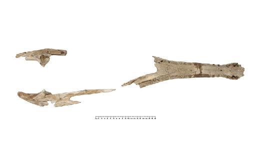 Steneosaurus hulkei Andrews 1913 - PV R 2074 mandible 003