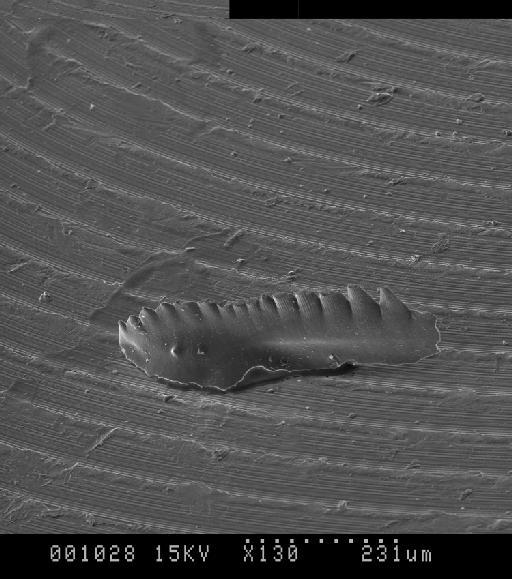 Gnathodus symmutatus Rhodes, Austin & Druce, 1969 - X134_Gnathodus_symmutatus__X_JSL0026_Stub1_22.tif