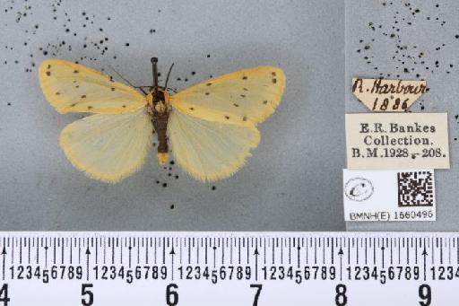 Setina irrorella (Linnaeus, 1758) - BMNHE_1660496_258932