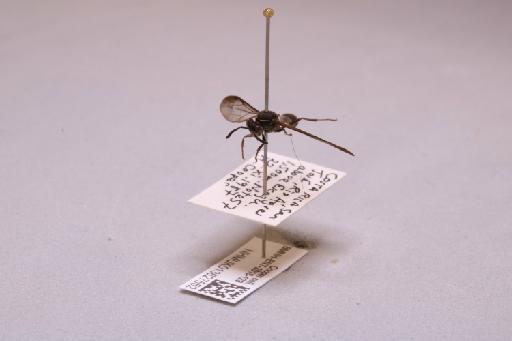 Polybia aequatorialis tristis Bequaert, 1943 - 013627552_additional_3