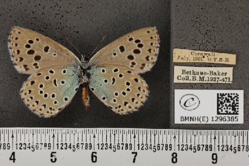 Maculinea arion eutyphron (Fruhstorfer, 1915) - BMNHE_1296385_147384