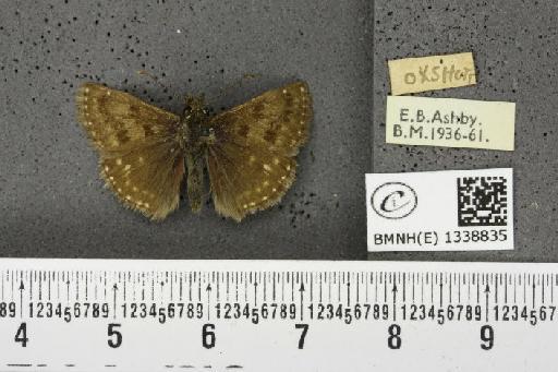 Erynnis tages tages (Linnaeus, 1758) - BMNHE_1338835_168069