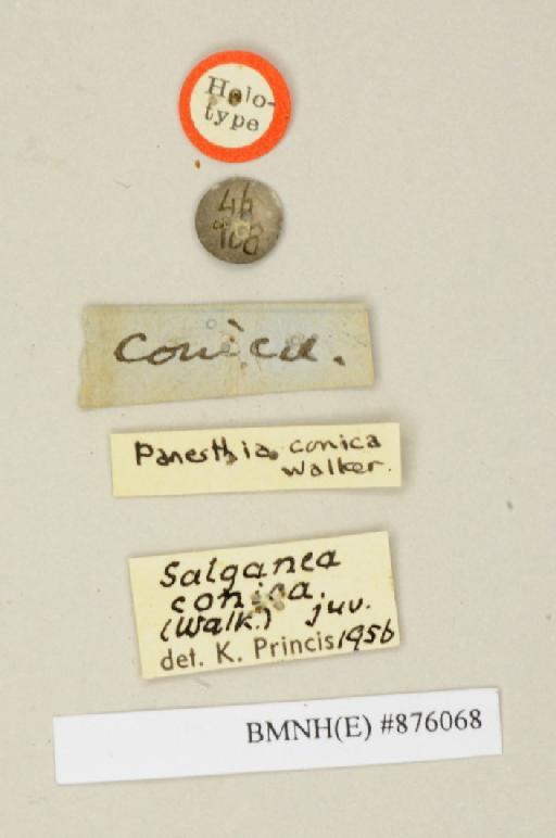 Panesthia conica Walker, 1868 - Panesthia conica Walker, F, 1868, female, holotype, labels. Photographer: Edward Baker. BMNH(E)#876068