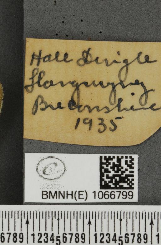 Coenonympha pamphilus (Linnaeus, 1758) - BMNHE_1066799_label_28239