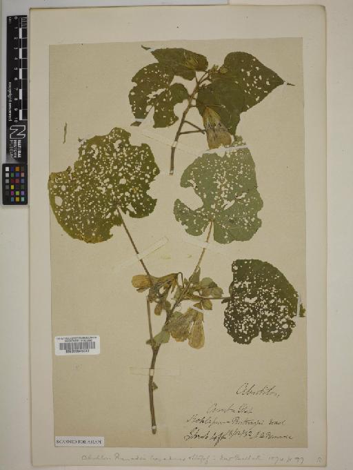 Abutilon ranadei Woodrow & Stapf - BM000645030