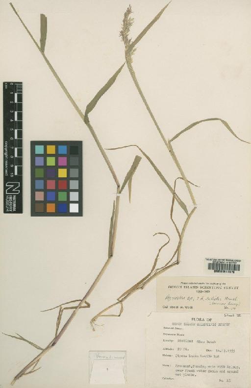 Agrostis goughensis C.E.Hubb. - BM000617978