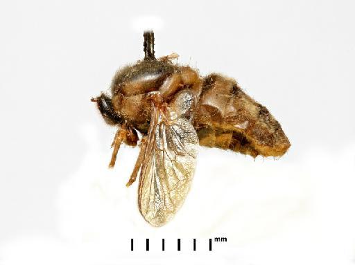 Ocnaea magna (Walker) - NHMUK010628969_Cyrtus_magnus_HT_wholebody_lateral