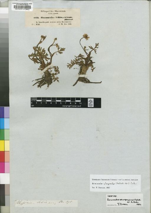 Ranunculus stagnalis Hochst. ex A.Rich. - BM000565512