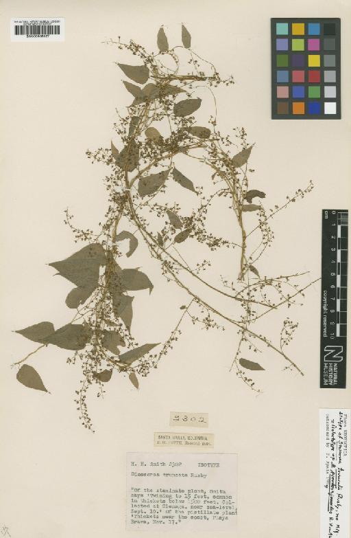 Dioscorea pseudorajanioides R.Knuth - BM000938027